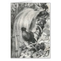 A. E. Brehm - Birds of Paradise cards by LisasLair A. E. Brehm - Birds of Paradise cards