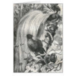 A. E. Brehm - Birds of Paradise Card
