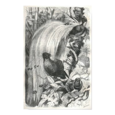 A. E. Brehm - Birds of Paradise Portfolio Poster by LisasLair