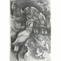 A. E. Brehm - Leadbeater Cockatoos t-shirts