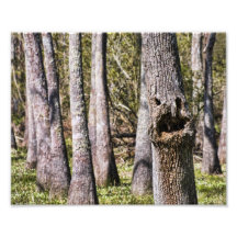 A Face in the Louisiana Swamps Photo