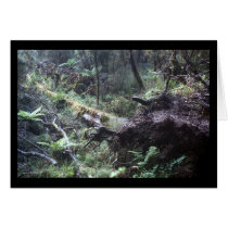 A fallen tree in the New Zealand Fiordland cards
