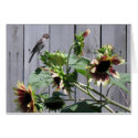 A Feast of Sunflower Seeds cards by charlesblack7 A Feast of Sunflower Seeds cards