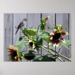 A Feast of Sunflower Seeds Poster