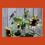 feast, sun, flower, sunflower, seed, variety,