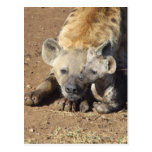A female Spotted Hyena and her cub, Kruger Post Card
