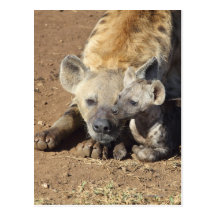 A female Spotted Hyena and her cub, Kruger Post Card