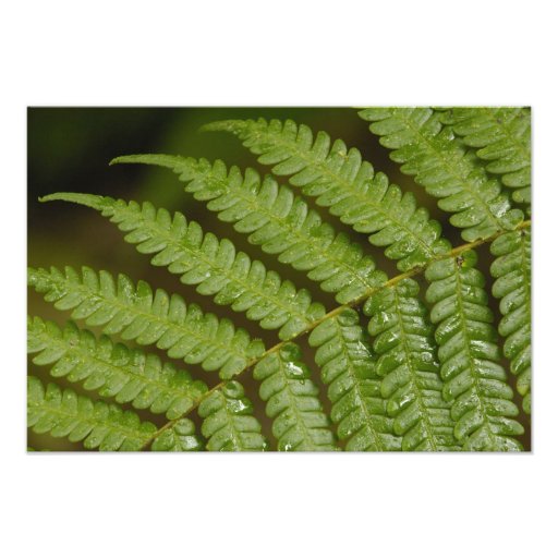 A fern detail, from Mindo Cloud Forest, Photograph