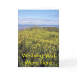 A Field Of Butter And Eggs Greeting Card