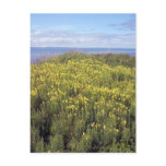 A Field Of Butter And Eggs Postcard