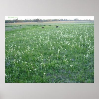 a field of white flowers posters by Web420
