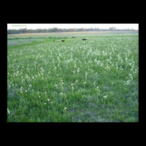 a field of white flowers posters
