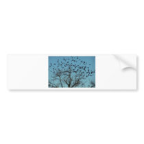 a Flock of birds Bumper Stickers