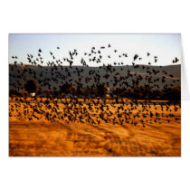 A flock of birds in flight cards