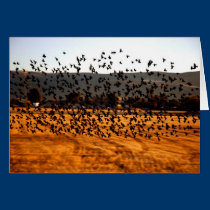 A flock of birds in flight cards