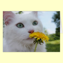 A Flower For You! cards by JCatGarden A Flower For You! cards