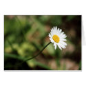 A flower for you cards by designsbynature A flower for you cards