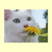 A Flower For You! postcards by JCatGarden A Flower For You! postcards