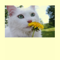 A Flower For You! t-shirts by JCatGarden A Flower For You! t-shirts