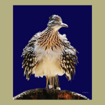 A Fluffy Roadrunner posters