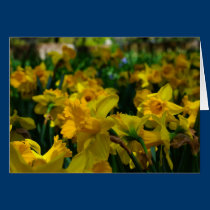 A Forest of Daffodils cards