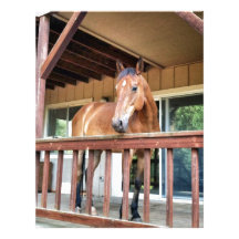 A forever home personalized letterhead