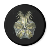 A Fossil Sea Urchin Fridge Magnet