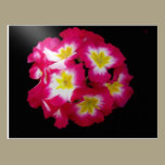 A Friends Garden Greeting Cards postcards