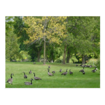 A Gaggle of Geese Postcards