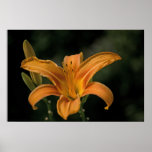 A Garden Delight Print