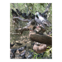A Gathering of Pigeans Poster