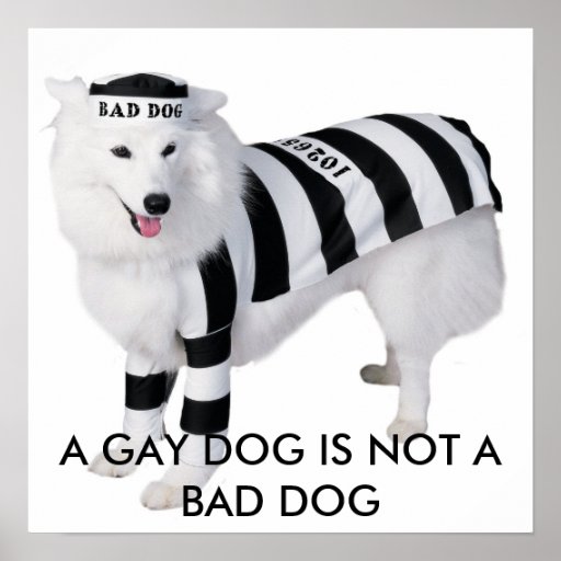 A GAY DOG IS NOT A BAD DOG POSTERS Zazzle