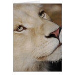 A gentle lion card