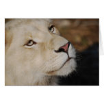 A gentle lion greeting cards
