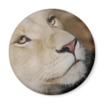A gentle lion magnets