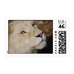 A gentle lion postage stamp