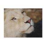 A gentle lion postcard