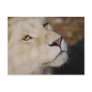 A gentle lion postcard