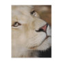 A gentle lion postcards