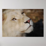 A gentle lion print