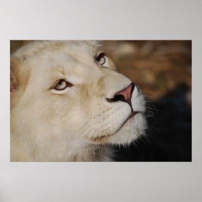 A gentle lion print by laureenr