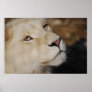 A gentle lion print