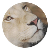 A gentle lion round stickers