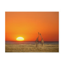 A Giraffe couple walks into the sunset, in Post Cards