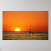 A Giraffe couple walks into the sunset, in