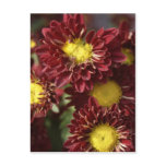 A glimpse of nature post card