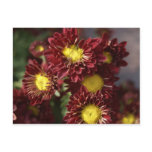 A glimpse of nature post cards