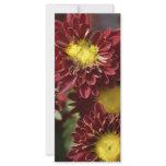 A glimpse of nature custom rack cards
