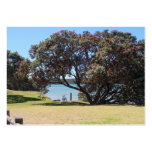 A God of Peace (1 Corinthians 14:33) Business Cards