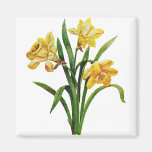 A Golden Host of Embroidered Daffodils Fridge Magnet